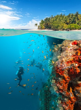 Descubre arrecifes, vida marina y naufragios en aguas cristalinas de República Dominicana.
Curso de Buceo
