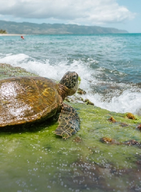 El lugar perfecto para ver las crías de tortuga que crecen en cautiverio. También te encontrarás con tortugas gigantes e iguanas terrestres, además de visitar exhibiciones interesantes. Costo adicional
Estación Charles Darwin