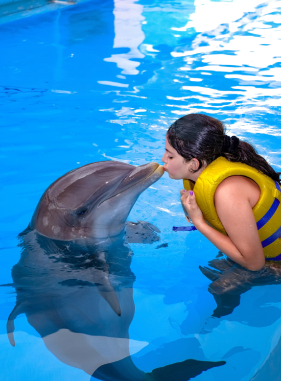 Nado con Delfines Splash 2x1